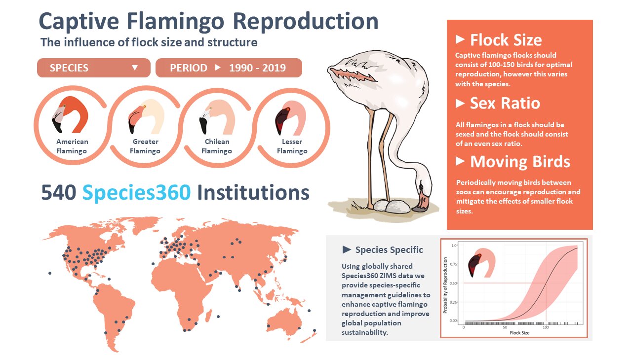 《动物园生物学》:50只或50只以上的火烈鸟群可能是成功繁殖的关键