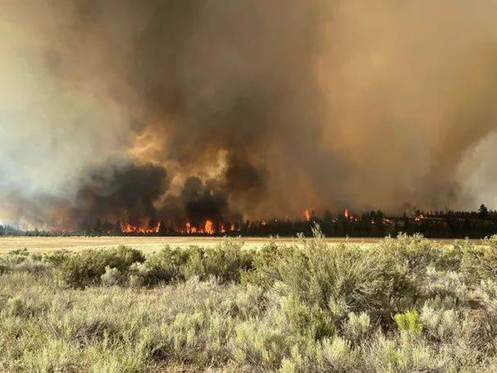 最新研究显示:依照目前的趋势 在本世纪结束之前地球上可能会有超过10%的物种灭绝