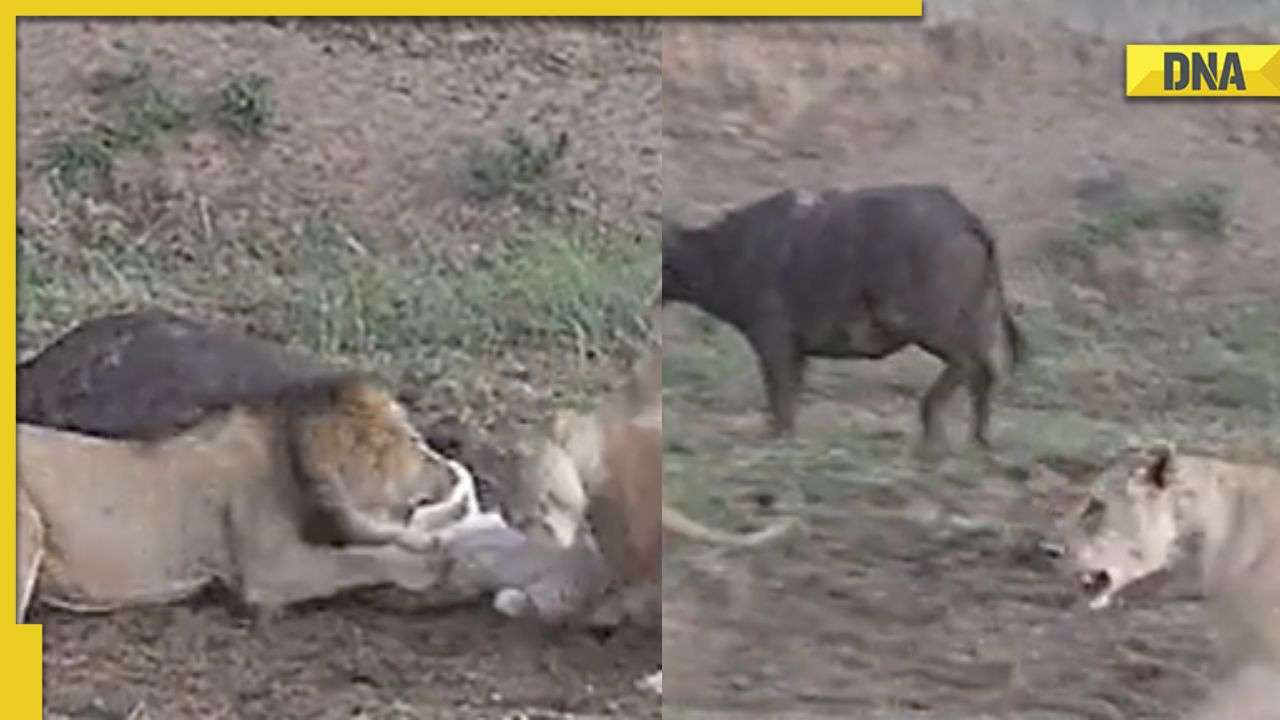 5只狮子抓到水牛准备大快朵颐时突然起内哄打成一团 水牛抓准时机起身逃跑