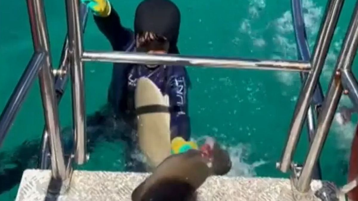 澳洲8岁男童结束浮潜正准备回到船上时 被鲨鱼瞬间咬住身体