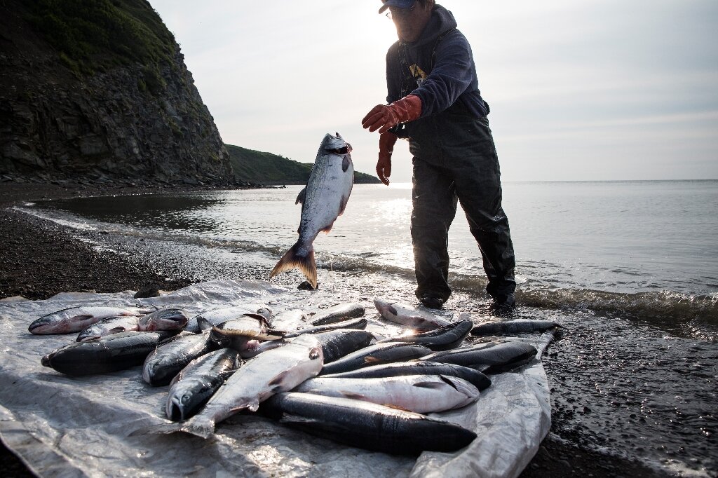 美国环保部门阻止了阿拉斯加盛产三文鱼的布里斯托尔湾一个大型金矿和铜矿项目