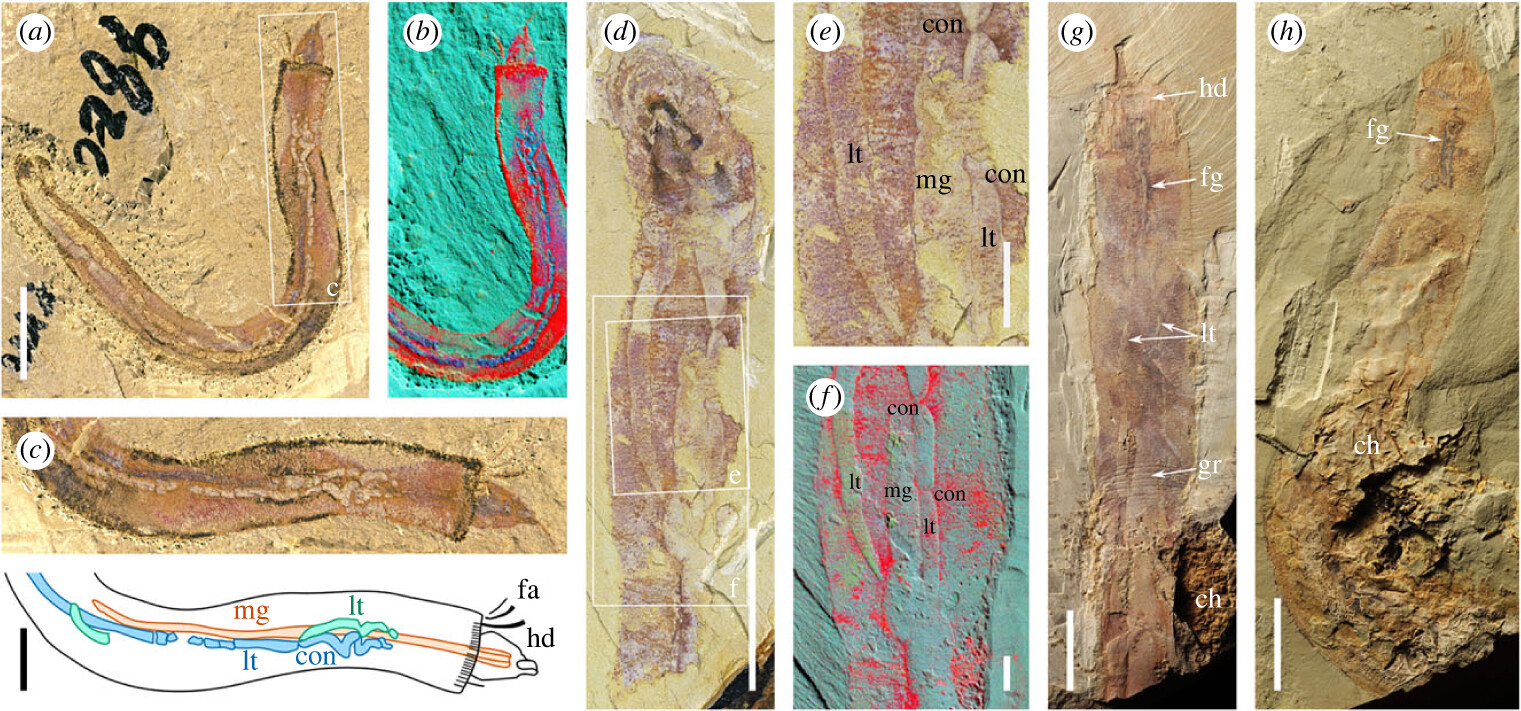 寒武纪早期澄江化石库中的澄江拟管虫为地球已知最早的隐居型环节动物