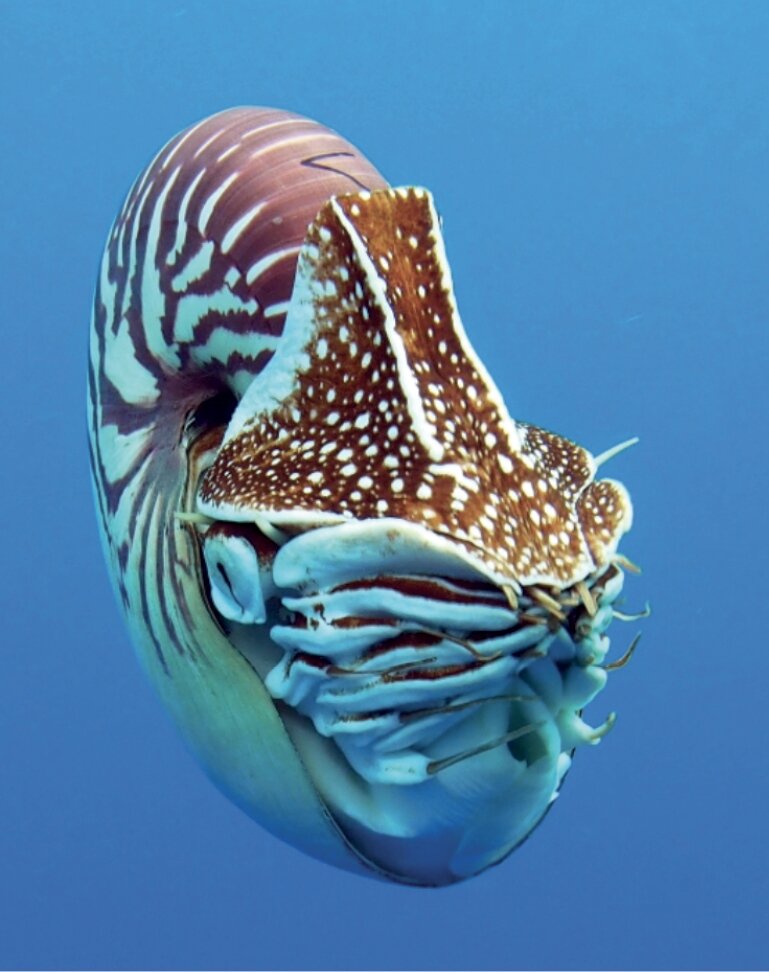 ɺ��������̫ƽ����������������