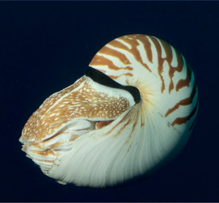 ɺ��������̫ƽ����������������