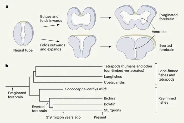 百年前英国煤矿出土的3.19亿年前鱼类头骨化石保存了迄今最古老的脊椎动物完整大脑