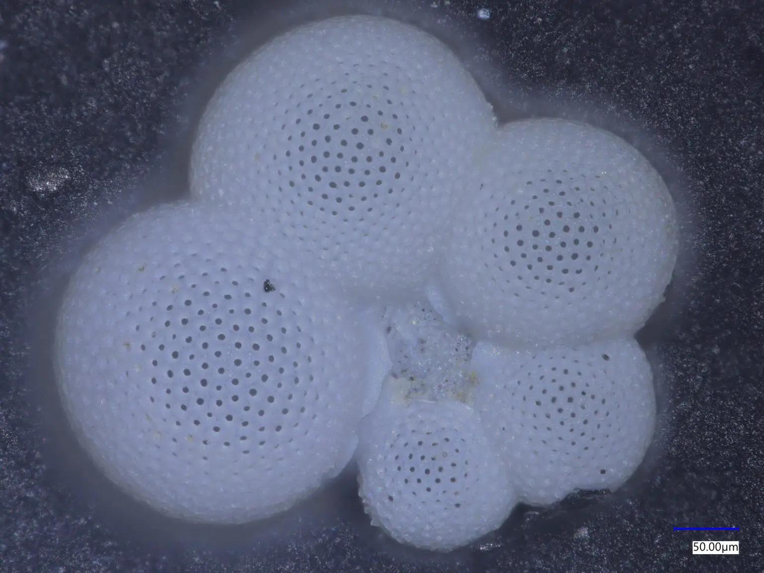 科学家绘制上新世时代的海洋