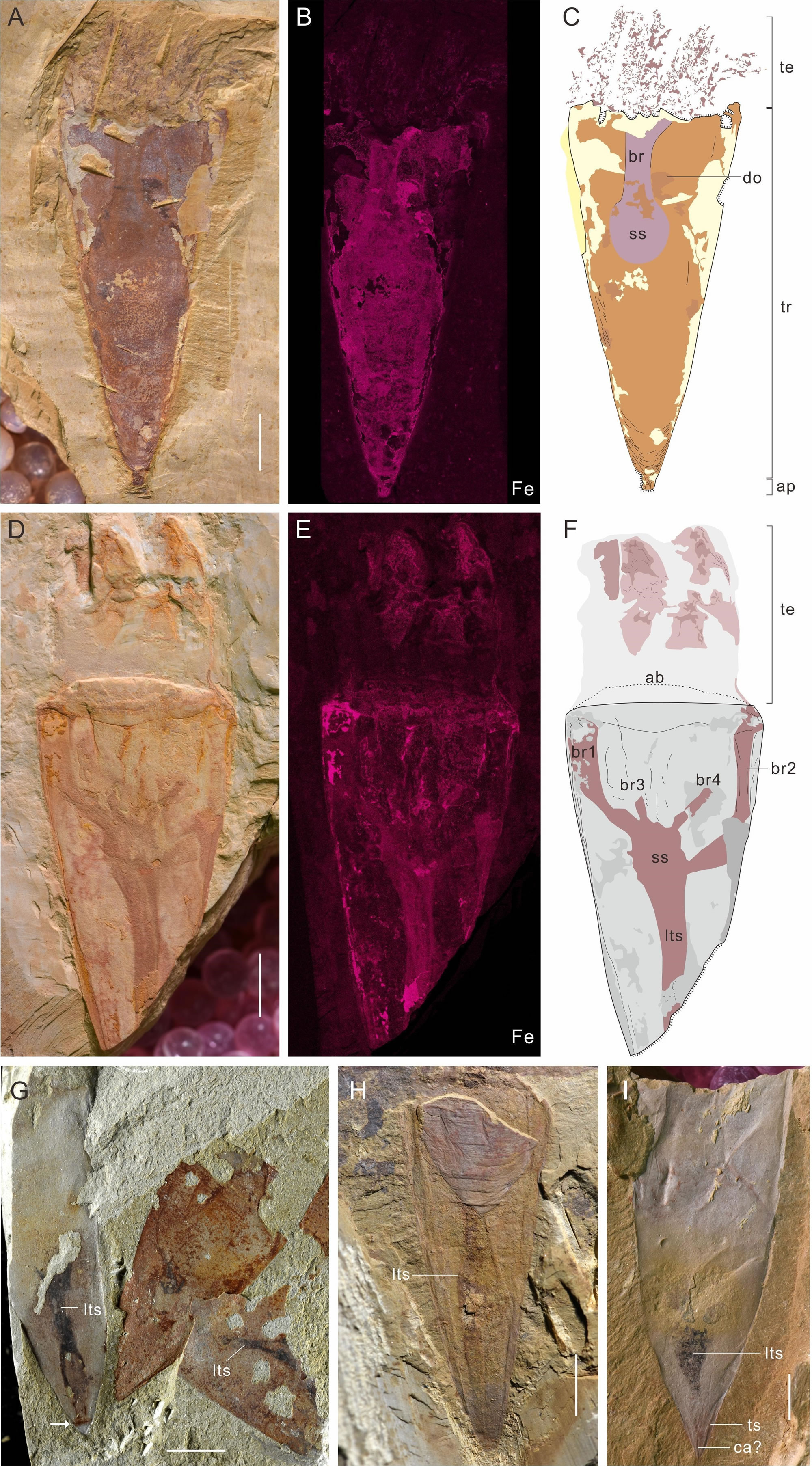 ����ͳν�����Ⱥ���ѹ�״��ʯ�����������о���չ