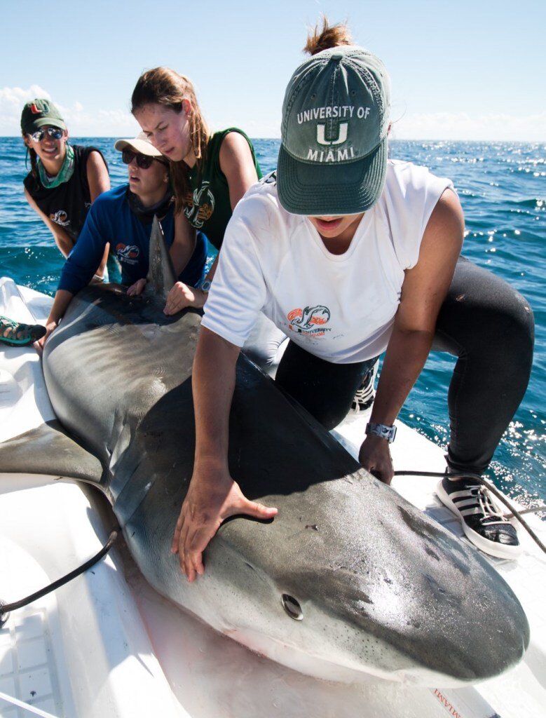 问答:海洋科学家讨论她在鲨鱼生态学方面的工作