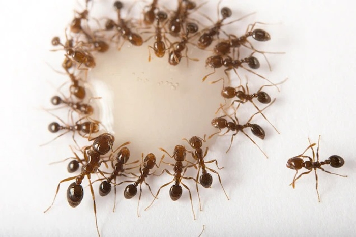 有500多种蚂蚁出现在它们不应该出现的地方 对当地生态系造成浩劫
