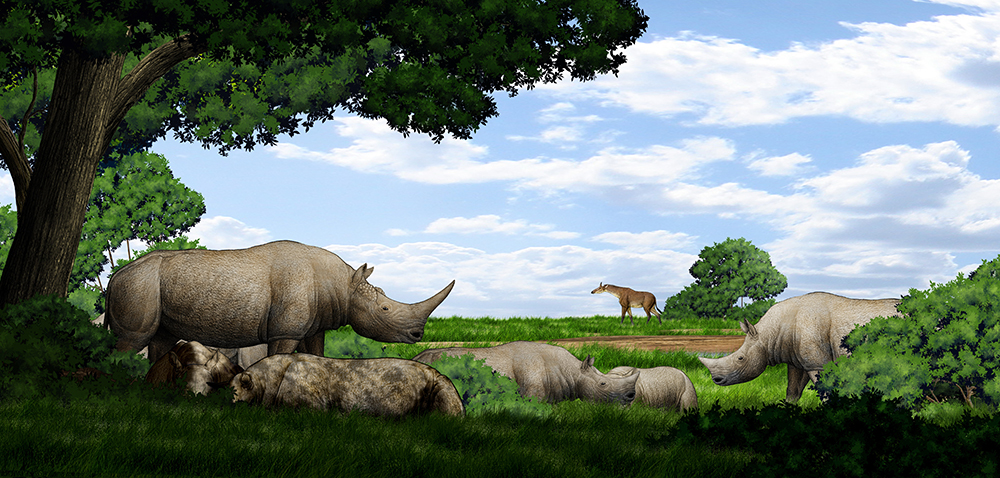 《古地理古气候古生态》:中国西北临夏盆地晚新生代生物地层标志的犀牛化石