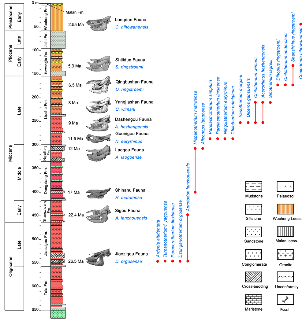 《古地理古气候古生态》:中国西北临夏盆地晚新生代生物地层标志的犀牛化石