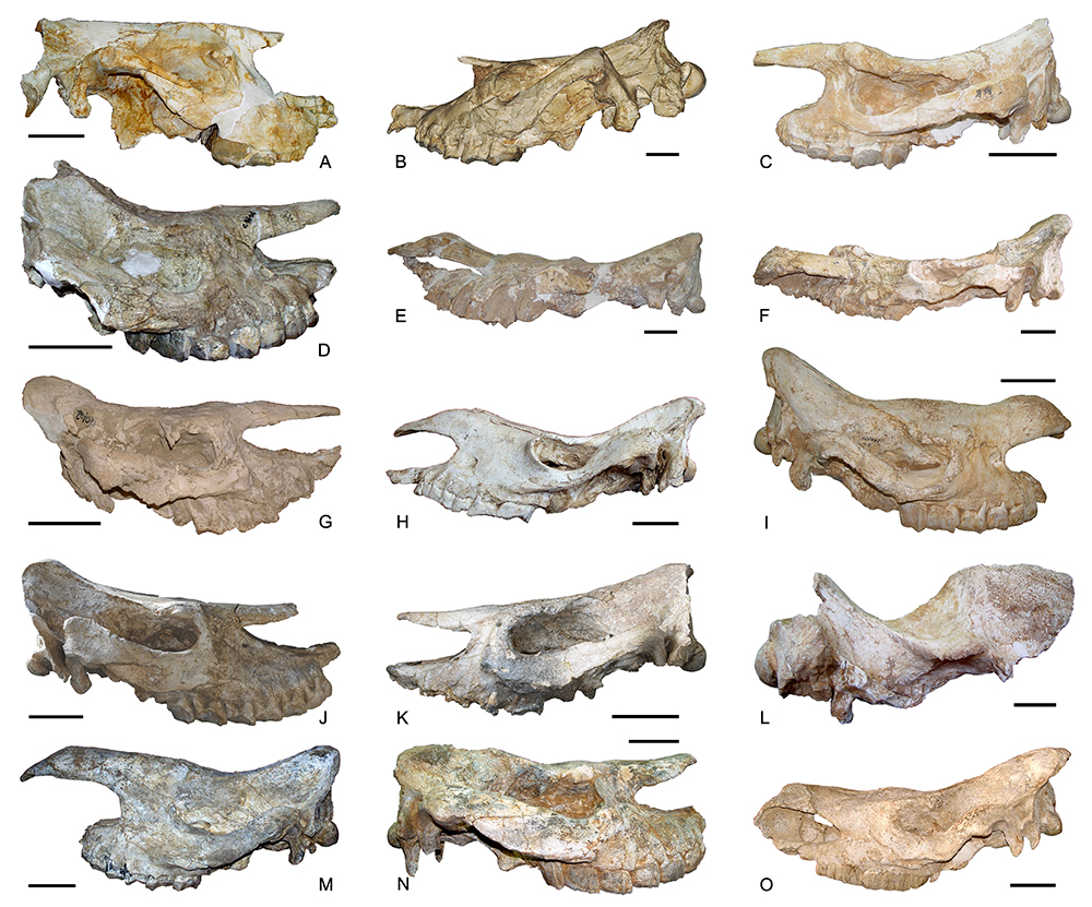 《古地理古气候古生态》:中国西北临夏盆地晚新生代生物地层标志的犀牛化石
