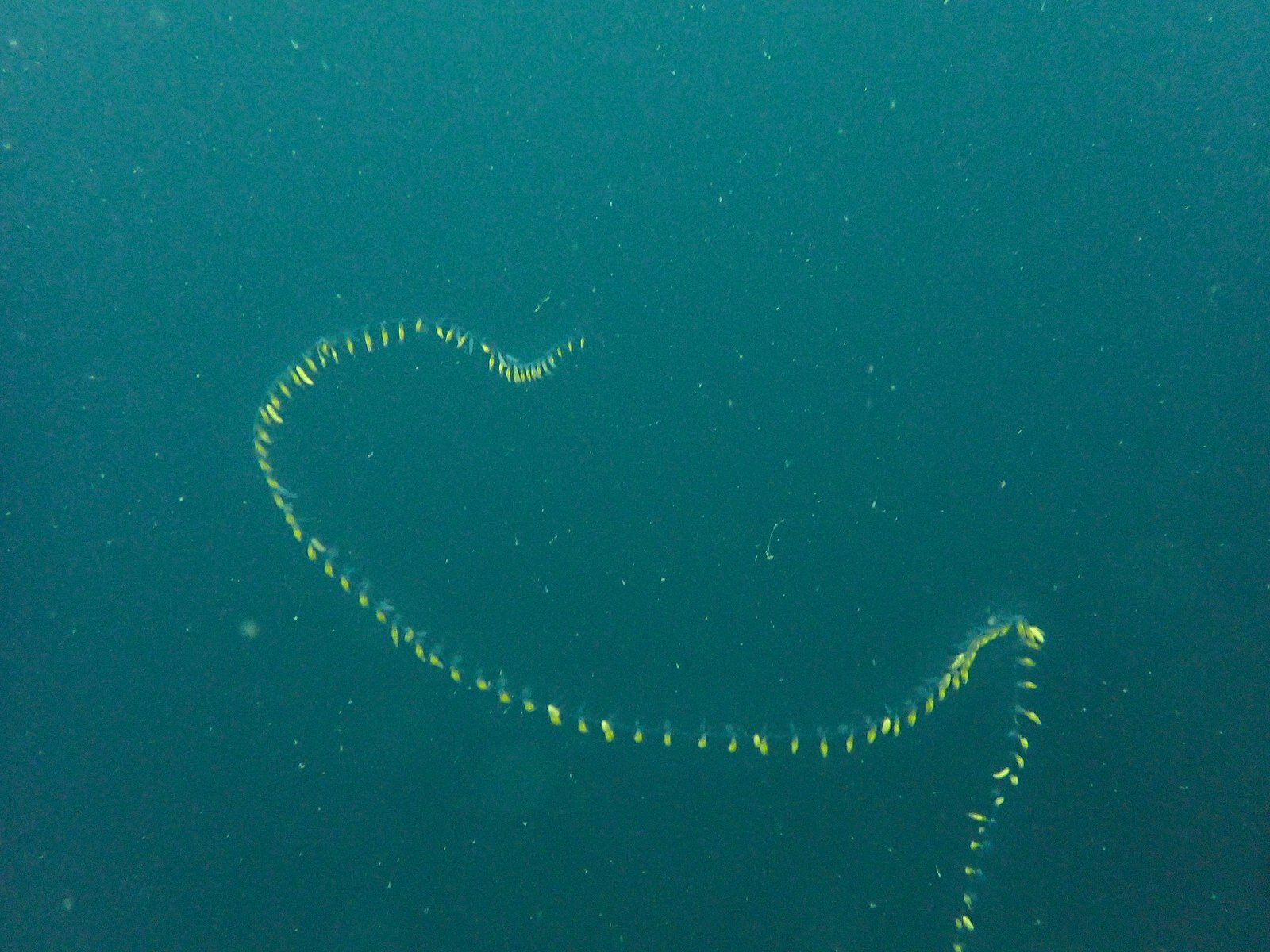 桨板运动员在加利福尼亚海岸遇到神秘的透明海洋生物樽海鞘