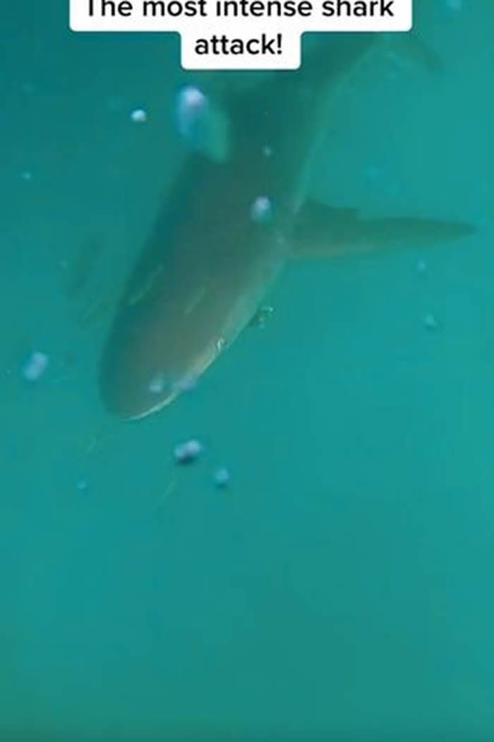 澳洲男子潜水时遭鲨鱼攻击 用脚猛踹鲨鱼脸逃死