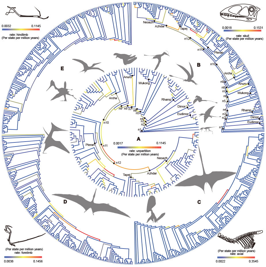 《当代生物学》:关于翼龙多样性大尺度演化的新研究成果