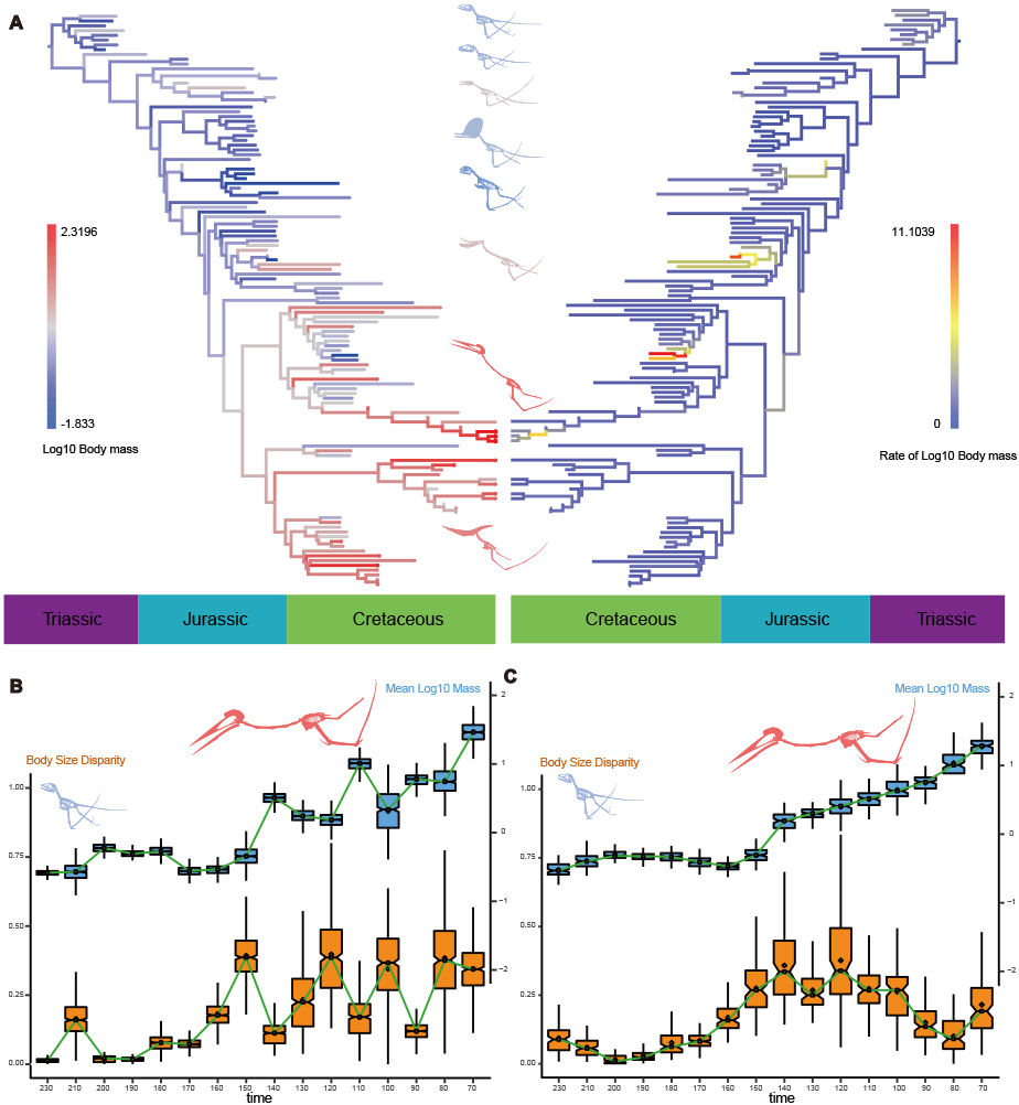 《当代生物学》:关于翼龙多样性大尺度演化的新研究成果