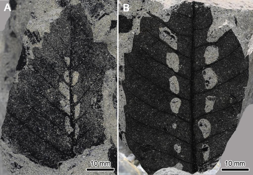 《当代生物学》：化石叶片上特殊的昆虫取食揭示了感夜性的趋同性起源