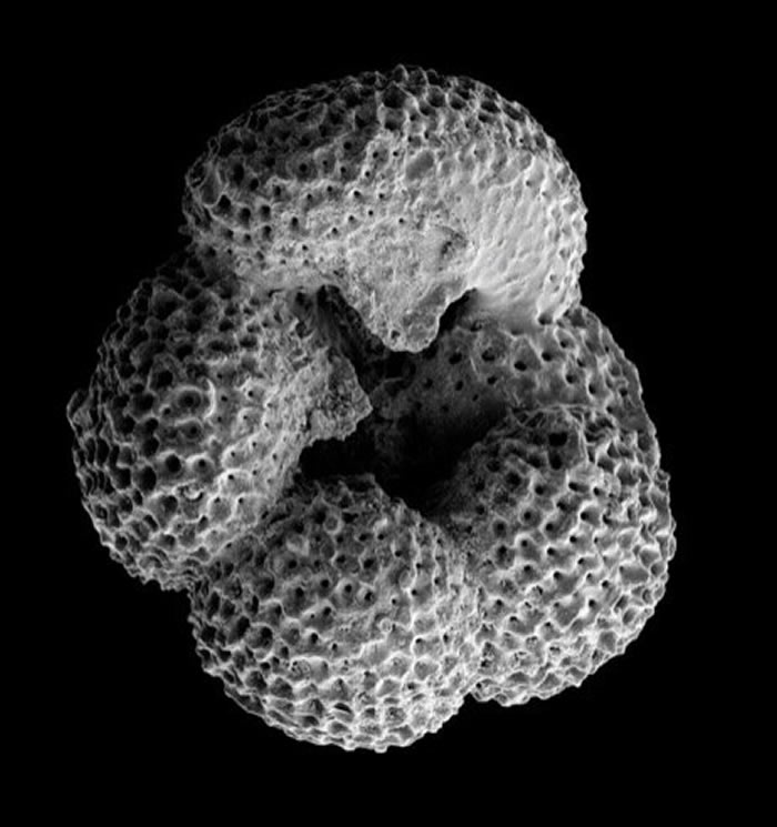 研究表明晚新生代气候变冷在生物地理学上改变了海洋浮游生物群落