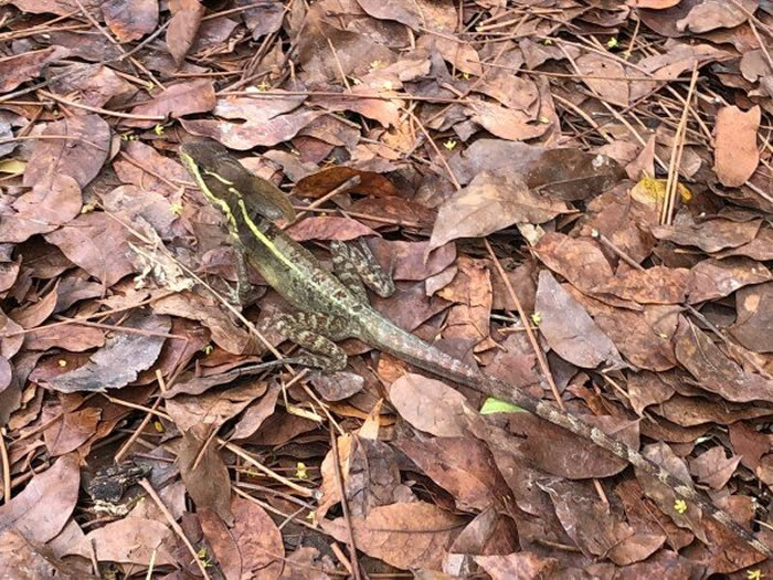 科学家敦促佛罗里达居民报告外来蜥蜴“棕色蛇怪”,因为早期发现可以防止入侵性传播