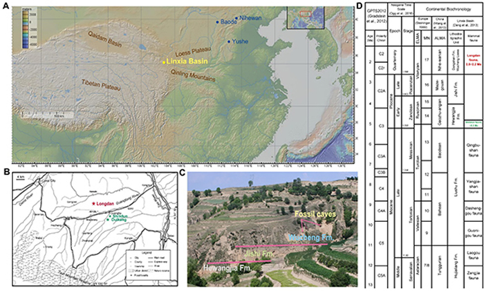 《古地理古气候古生态》:甘肃临夏盆地马科动物古生态研究的最新进展