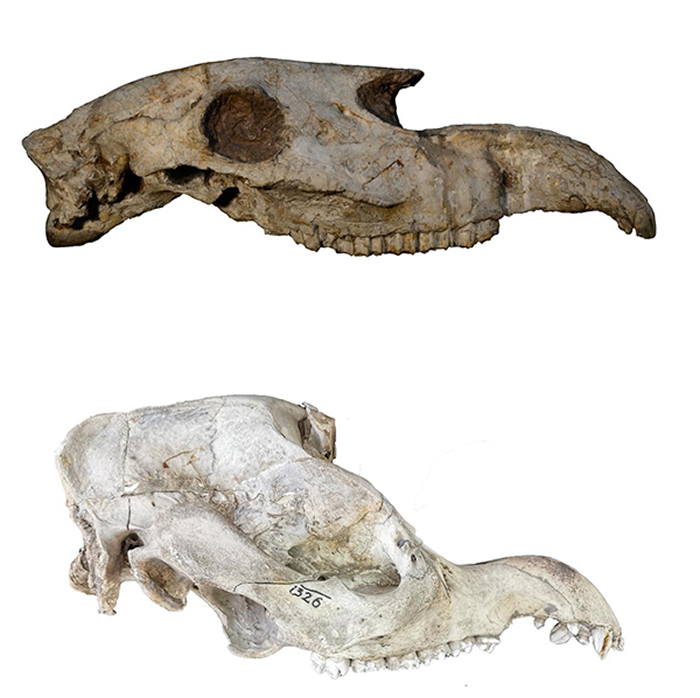 《古地理古气候古生态》:甘肃临夏盆地马科动物古生态研究的最新进展