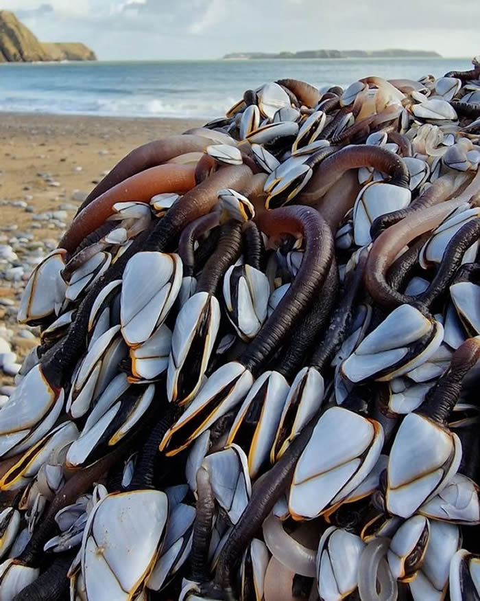 英国威尔斯沙滩惊见巨大漂流木上面布满蠕动的细长触手 原来是稀有顶级美食鹅颈藤壶