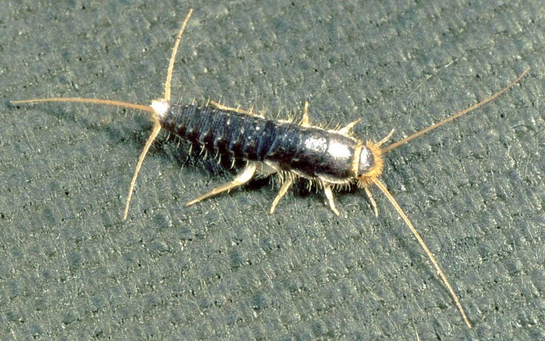 昆虫中肠的发育如何揭示它们的进化历史