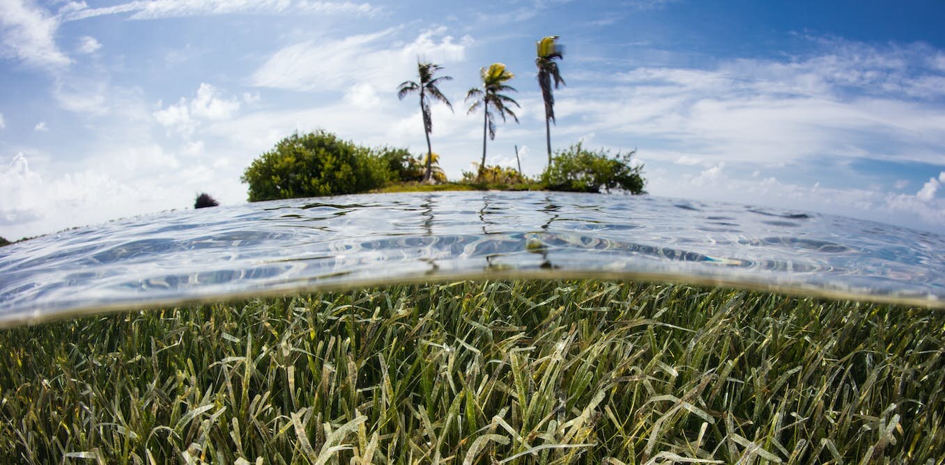热带海草草甸是沙工厂，可以保护珊瑚礁岛屿免受海平面上升的影响