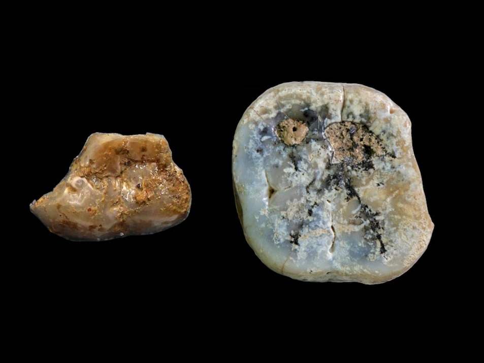 肯亚西出土300万年前石器:并非出自我们的祖先之手 石器的主人是人傍人