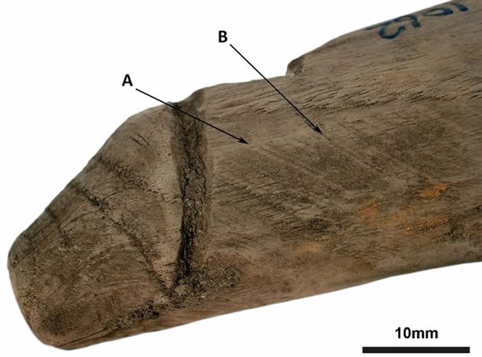 英国诺森伯兰郡出土2000年历史的木制棒状物 最新研究称可能是古罗马时期假阳具