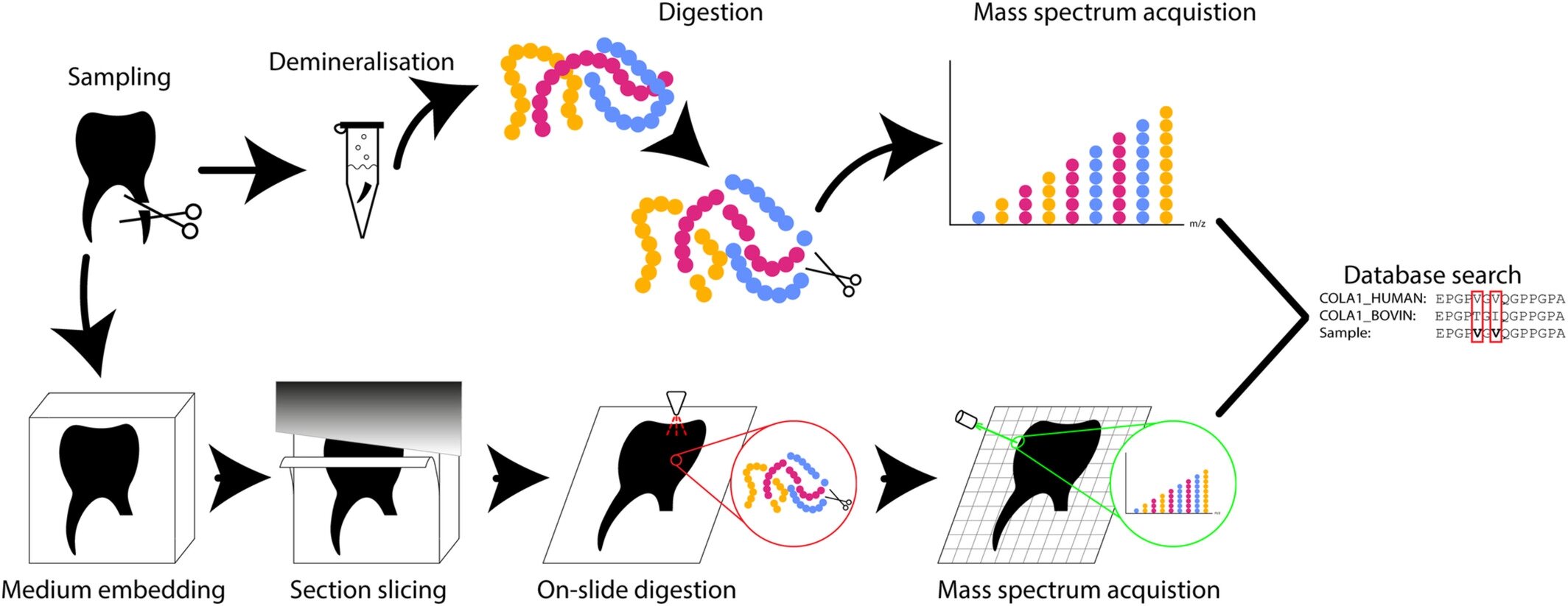 研究发现蛋白质在古人类牙齿中分布不均