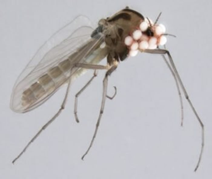 挪威发现100多种新昆虫