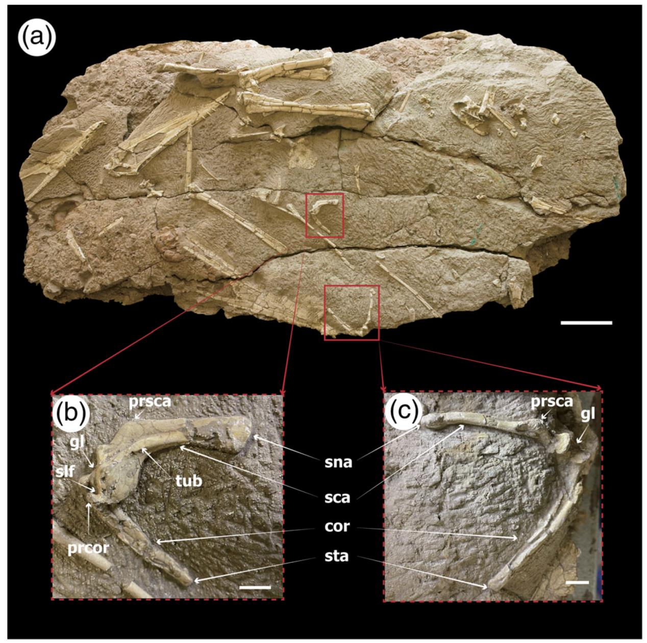 《解剖学记录》:哈密翼龙肩带形态学与骨组织学的最新研究成果