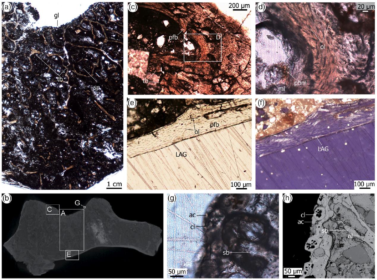 《解剖学记录》:哈密翼龙肩带形态学与骨组织学的最新研究成果