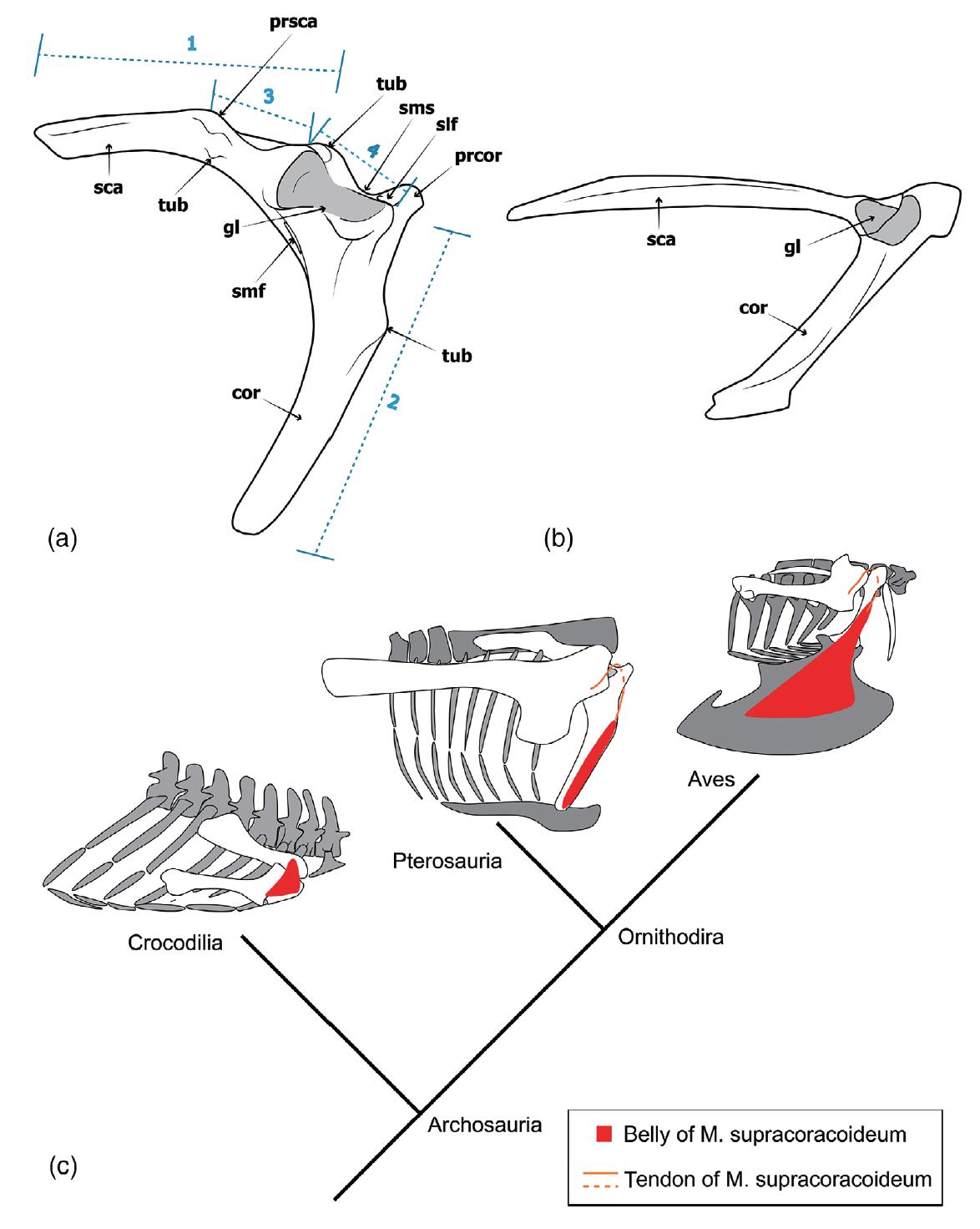 《解剖学记录》:哈密翼龙肩带形态学与骨组织学的最新研究成果