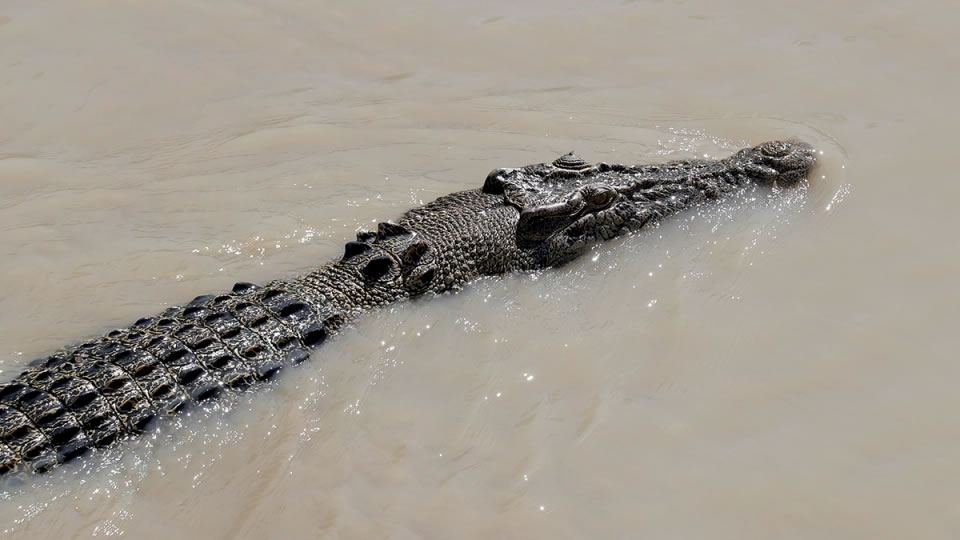 澳州男子河边遛狗时被巨大鳄鱼拖入水中 幸好被护林员及时发现救起