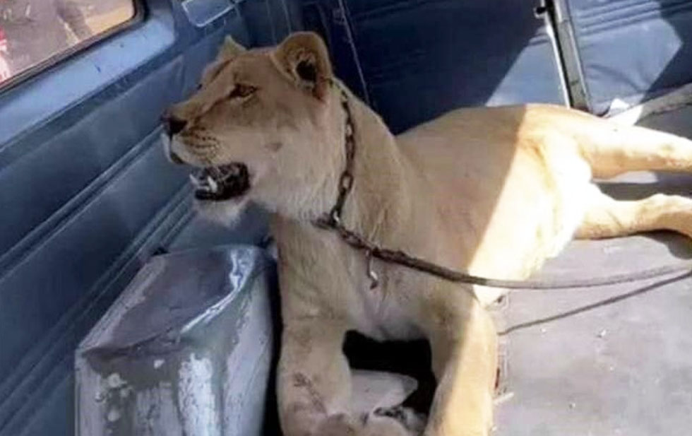 墨西哥女子打开家门被一头狮子攻击 顽强抵抗才保住一命