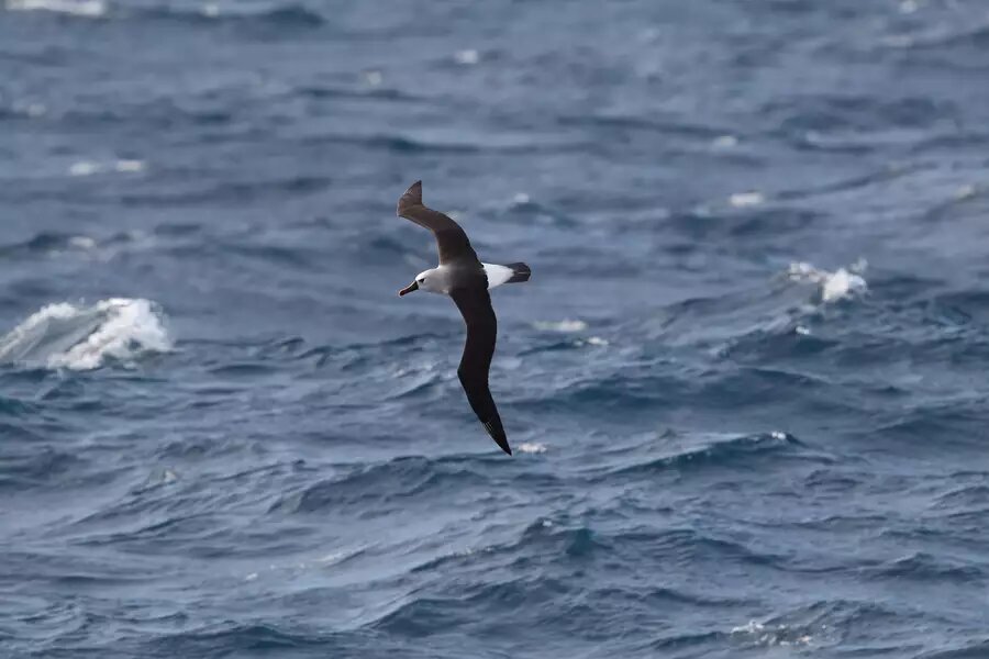 《当代生物学》:不同海鸟对强风和风暴躲避策略的耐受力不同