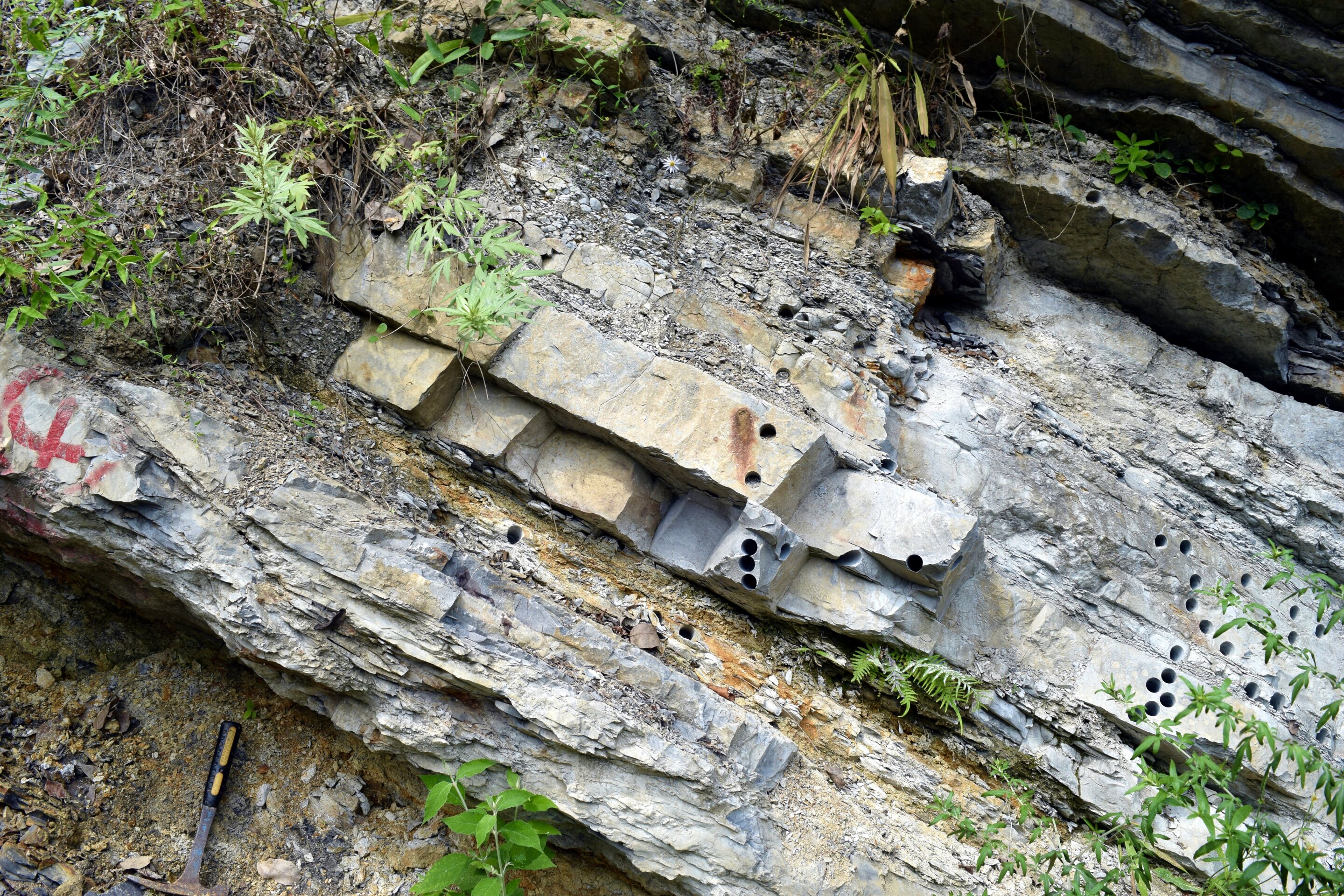 新研究揭示生物多样性的丧失导致了2.52亿年前地球生物“大灭绝”后的生态崩溃
