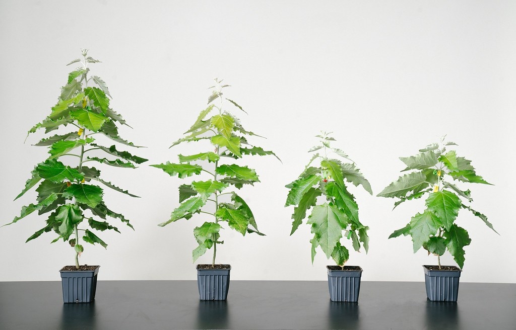 美国新创公司Living Carbon利用基因改造白杨树苗 让它加速生长吸取更多二氧化碳
