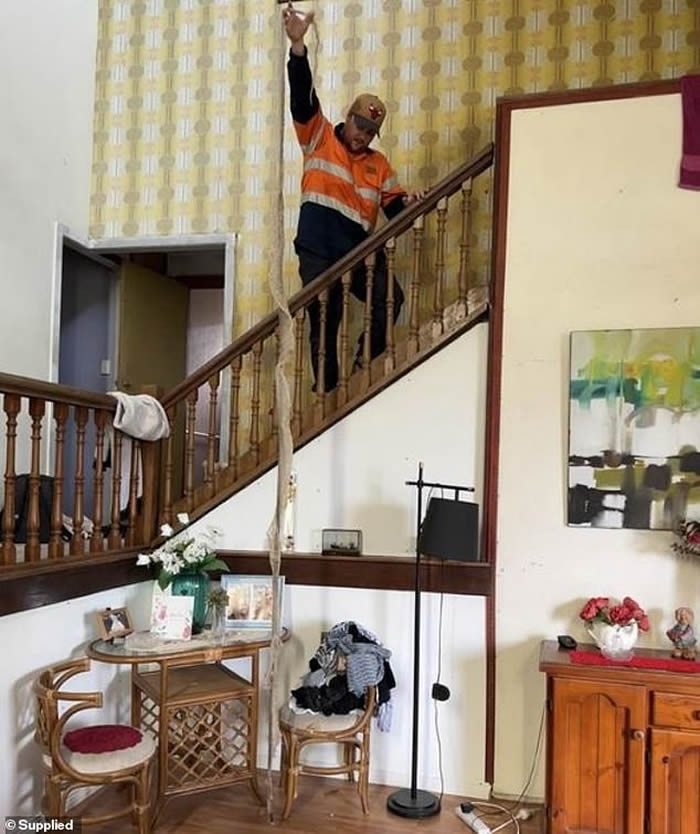 澳州南布里斯本捕蛇员在民众家中拉出4.3米长蛇皮 活捉它的“主人”地毡莫瑞蟒