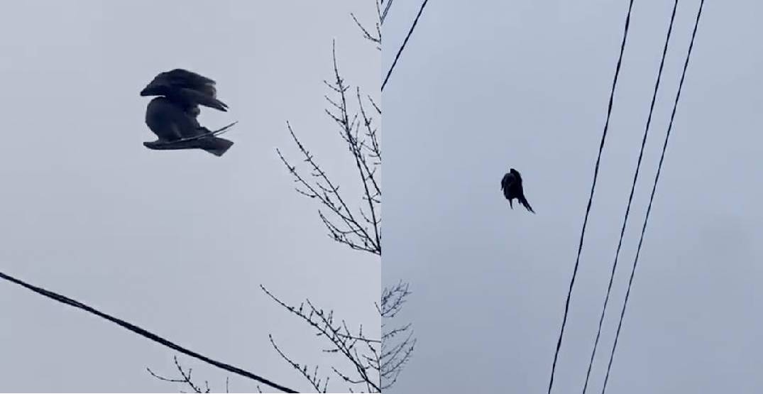 加拿大温哥华出现诡异景象:一具鸟类尸体悬浮在空中