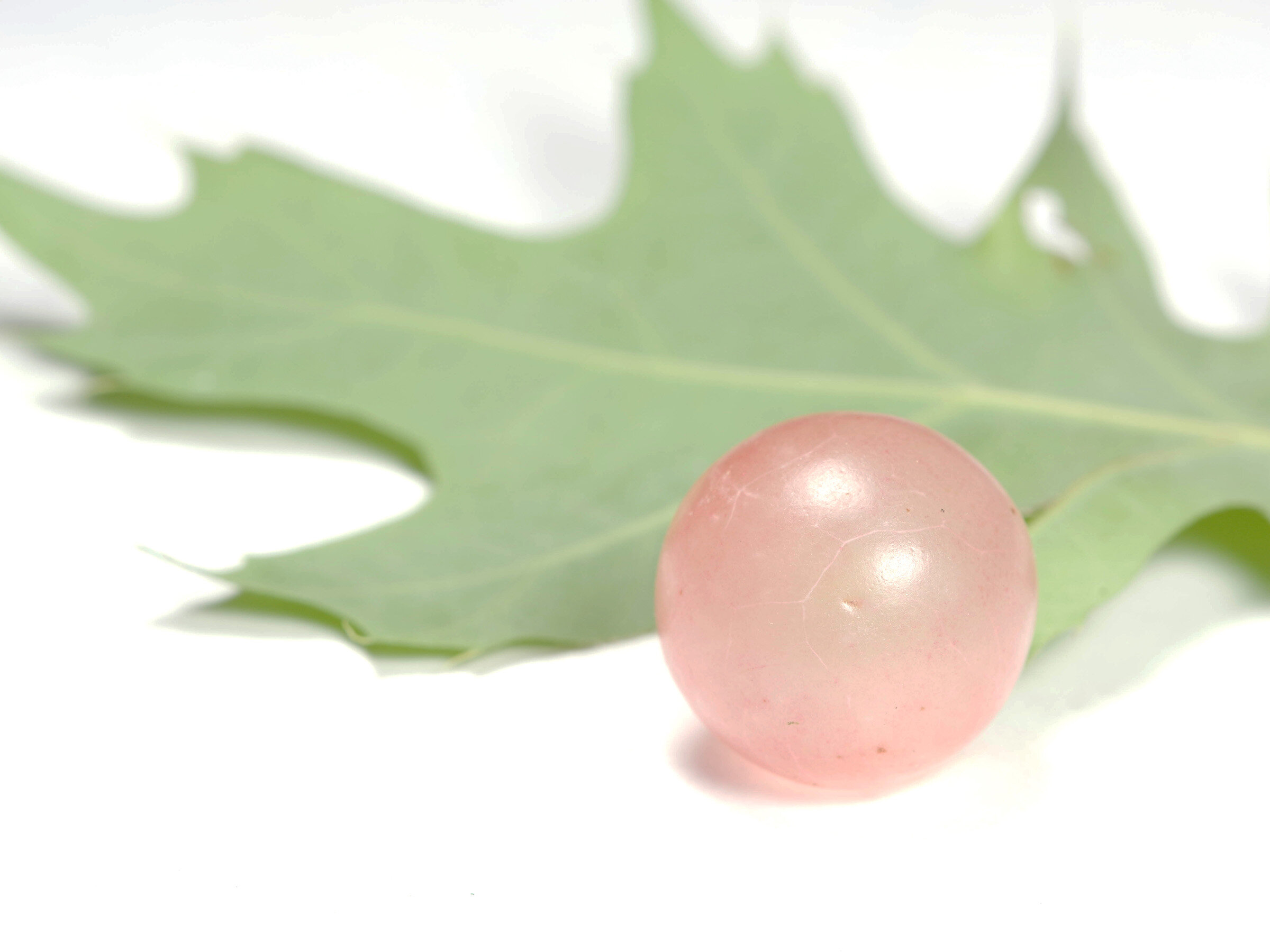 黄蜂在首次观察到的防御策略中利用猪笼草的力量