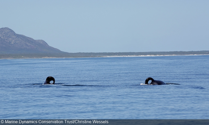 南非开普敦海岸出现17具鲨鱼尸体 每具尸体的腹部都遭剖开
