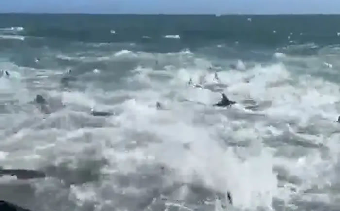 美国一对情侣出海捕猎黄鳍鲔鱼 忽然发现数百只饥饿鲨鱼正在船四周进食