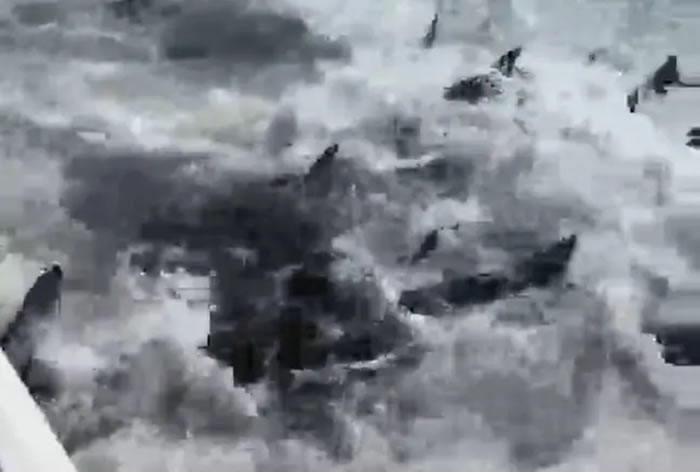 美国一对情侣出海捕猎黄鳍鲔鱼 忽然发现数百只饥饿鲨鱼正在船四周进食