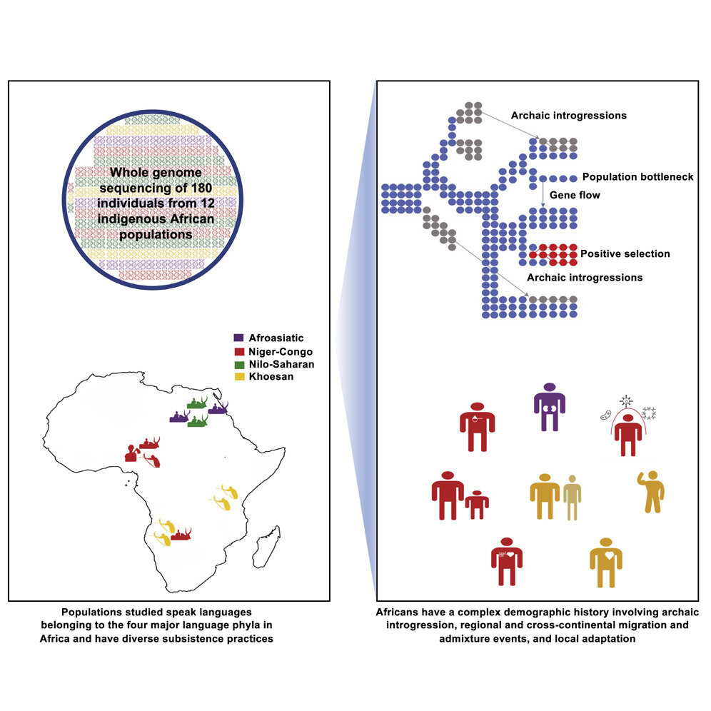 非洲土著的基因组研究描绘了人类起源和当地适应的复杂图景