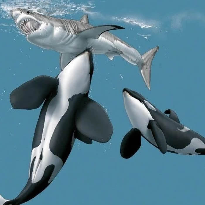 ���������Ļ��������ϡ��͡����ϡ��������ʽ��ɱ����