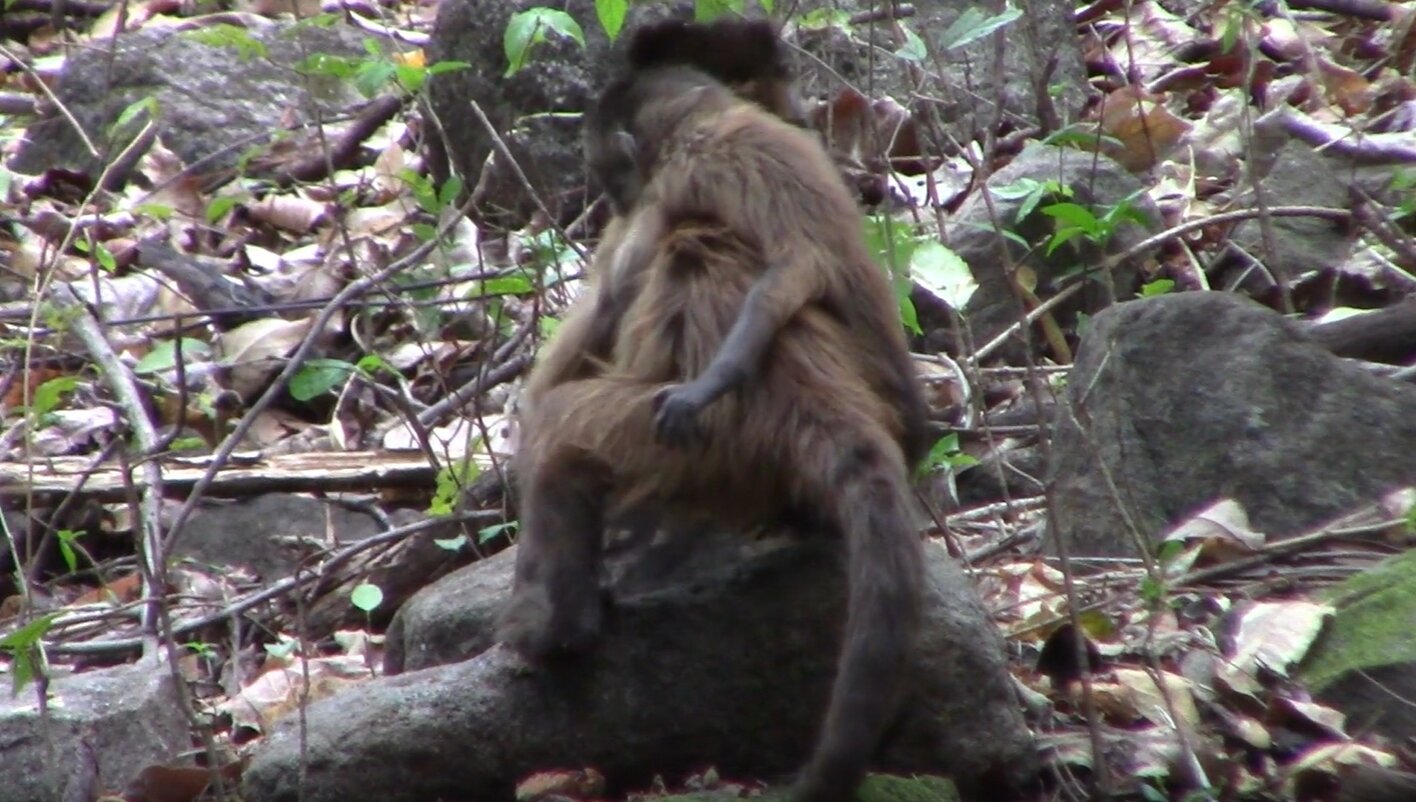 来自野生卷尾猴母亲的富有同情心的残疾婴儿护理