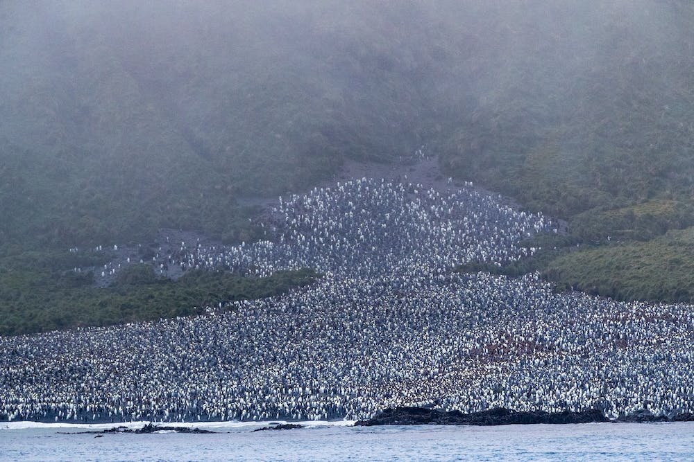 企鹅天堂和地质怪胎：为什么澳大利亚麦夸里岛值得拥有一个更大的海洋公园
